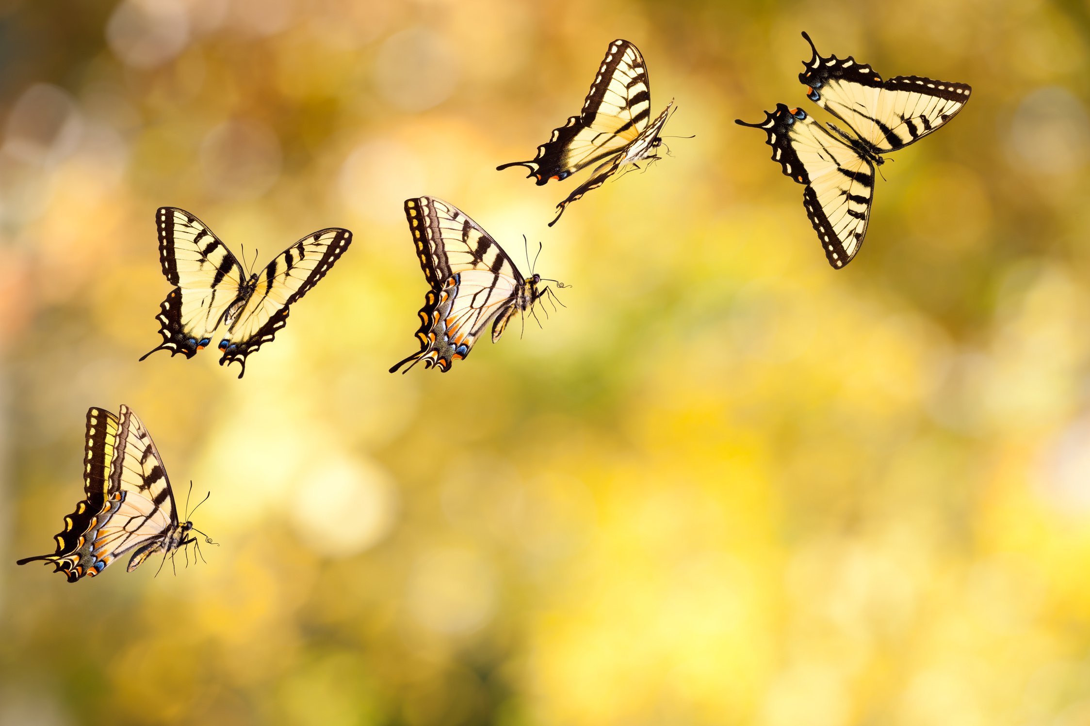 Tiger Swallowtail Butterfly